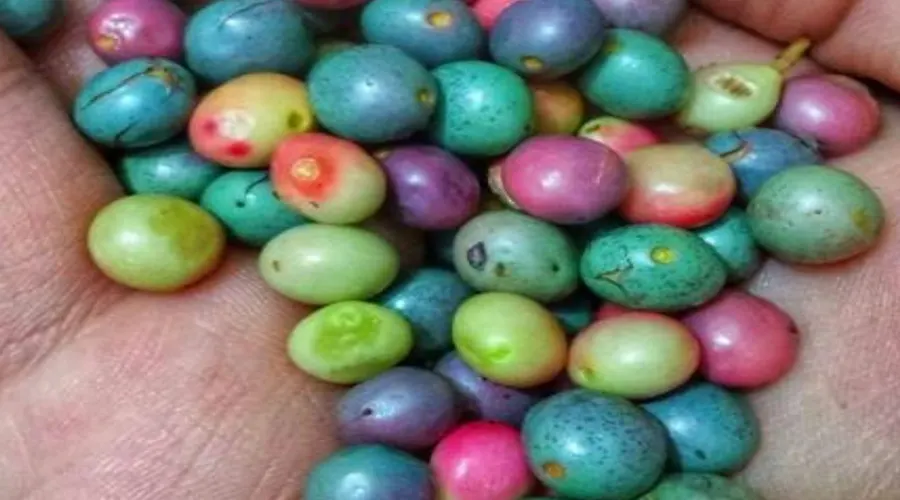 خواص و ترکیبات روغن کلدپرس پسته کوهی