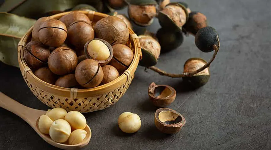 خرید روغن کلدپرس ماکادمیا اصل از فروشگاه دکتر اویل