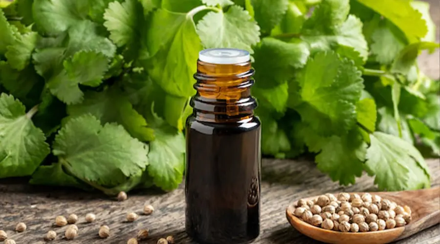 خرید روغن کلدپرس تخم گشنیز از فروشگاه دکتر اویل