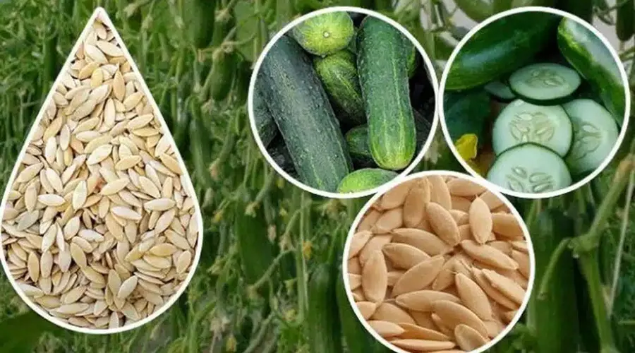 خرید روغن بذر خیار سبز ارگانیک از فروشگاه دکتر اویل