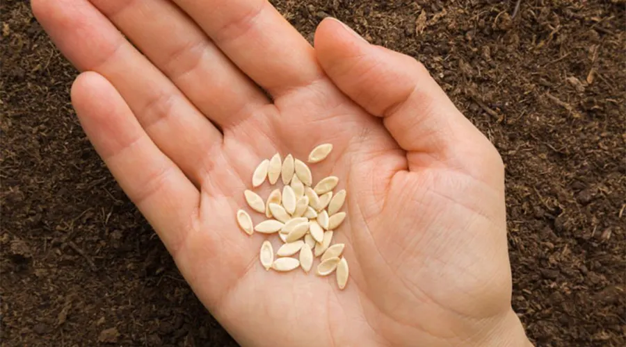 ترکیبات و خواص روغن بذر خیار سبز اصل از محصولات دکتر اویل