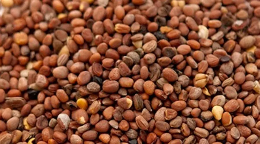 بهترین روش خرید روغن کلدپرس تخم ترب در فروشگاه اینترنتی دکتر اویل