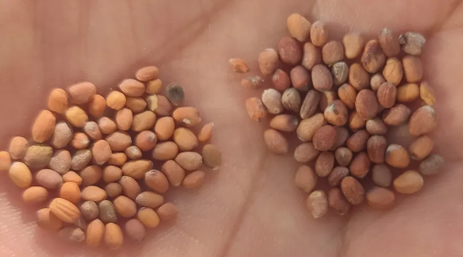خواص روغن کلدپرس تخم ترب اصل از محصولات دکتر اویل