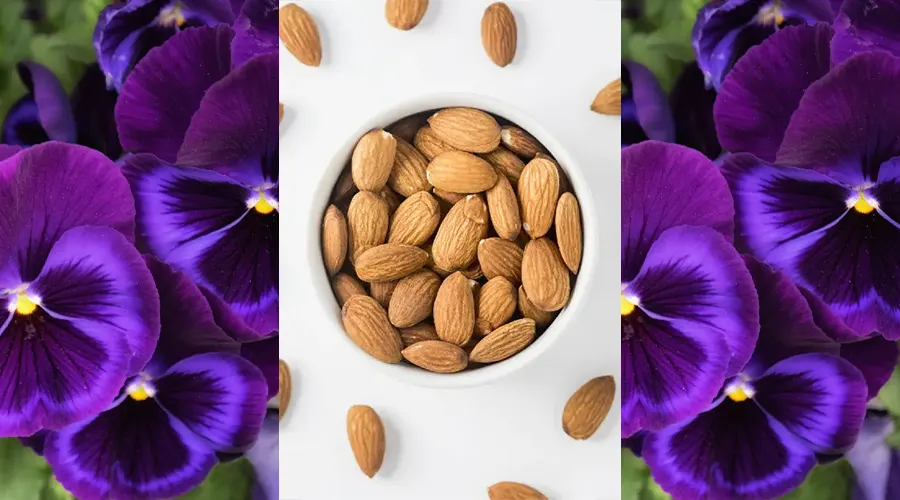 روش مصرف روغن بنفشه بر پایه بادام اصل و ارگانیک از محصولات دکتر اویل