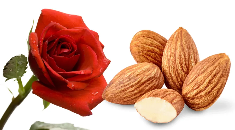 روش مصرف روغن گل سرخ بر پایه بادام از محصولات دکتر اویل