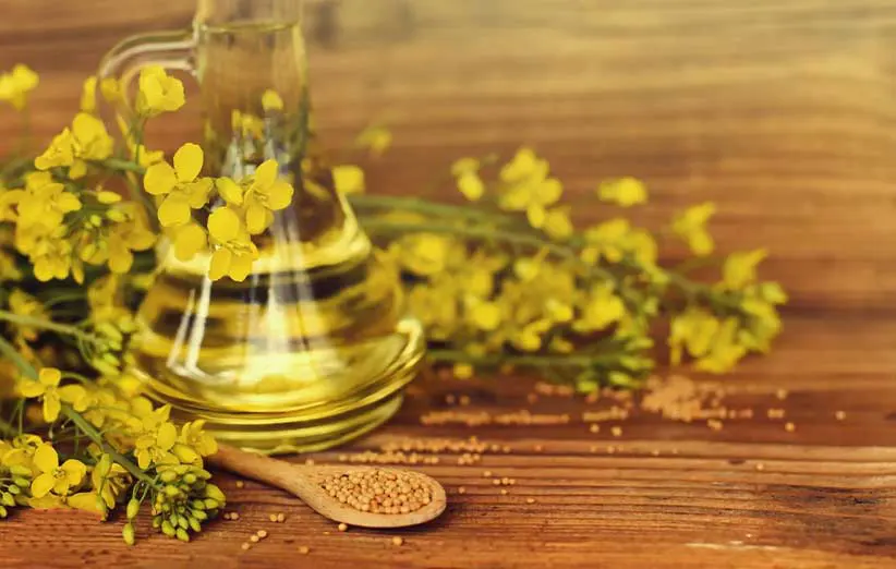 تاثیر روغن خرگوشک اصل بر سلامتی