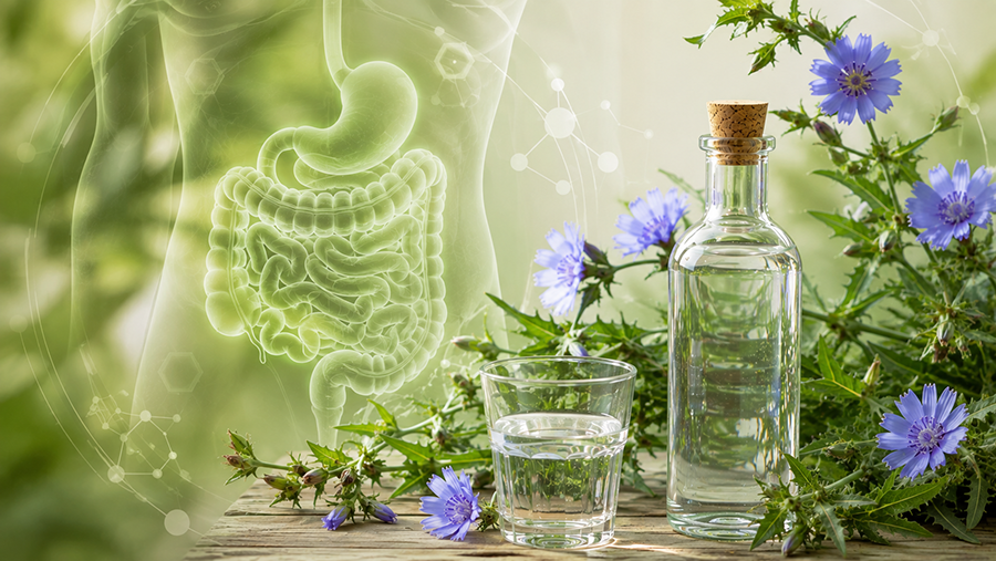 خواص عرق کاسنی برای کبد و گوارش