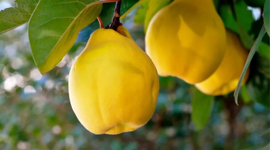قیمت خرید روغن میوه به اصل از فروشگاه دکتر اویل
