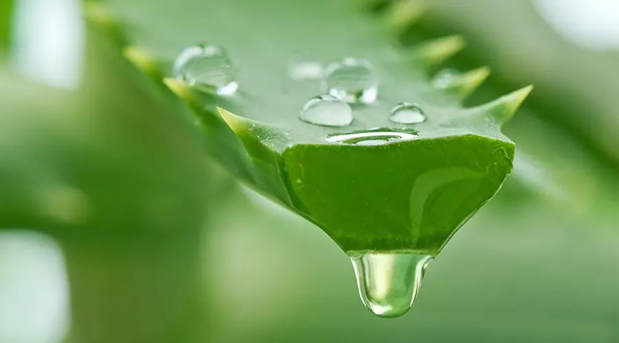 خرید روغن آلوئه ورا وارداتی اصل از محصولات دکتر اویل