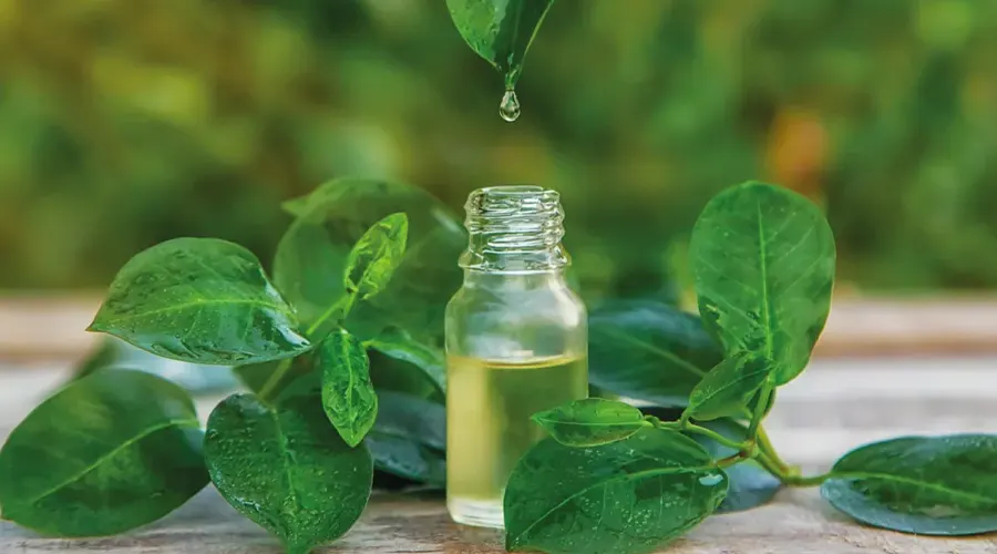 بهترین قیمت روغن درخت چای وارداتی اصل از محصولات دکتر اویل