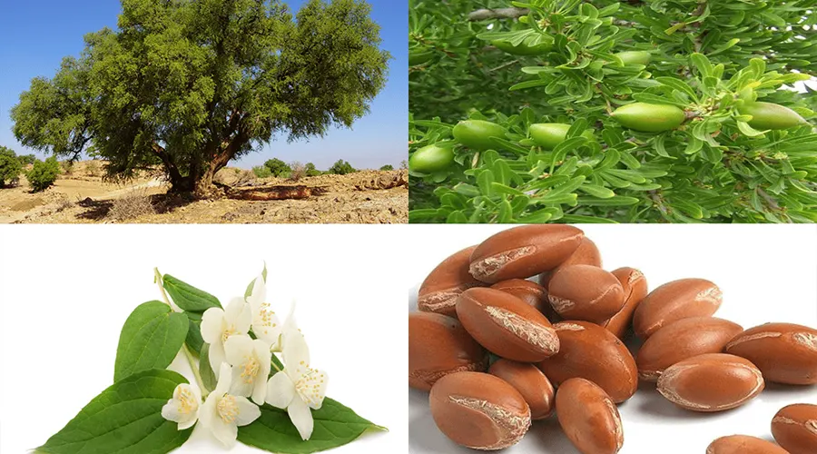 خرید روغن آرگان روسی اصل از فروشگاه دکتر اویل
