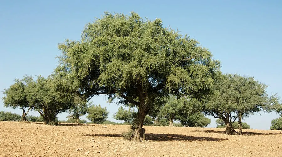 درخت روغن آرگان روسی اصل