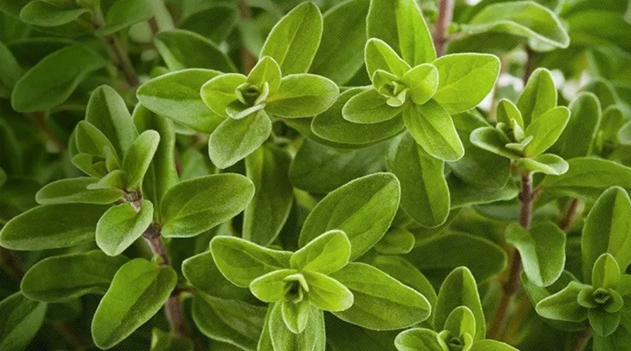 خواص روغن مرزنجوش اصل از محصولات دکتر اویل