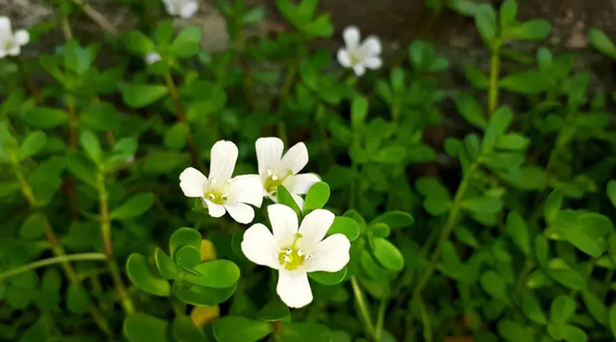 خرید روغن براهمی اصل ( آب بشقابی ) از محصولات دکتر اویل
