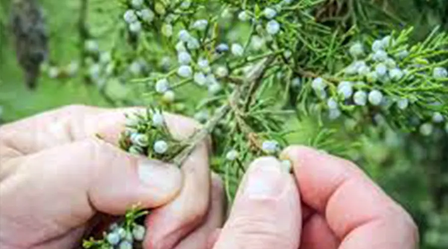 با خرید روغن ابهل اصل و مصرف صحیح آن از خواص درمانی آن بهره مند شوید.