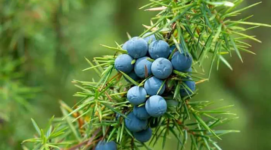 روش مصرف روغن ابهل اصل از محصولات دکتر اویل