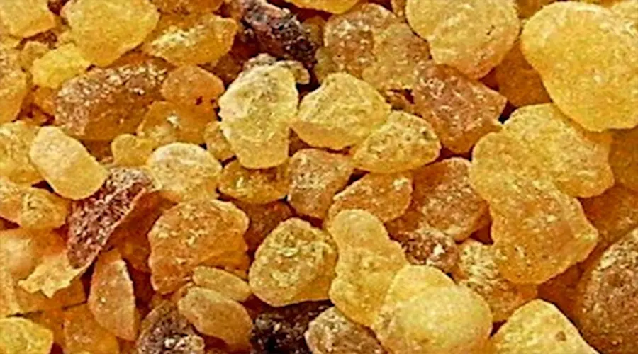 ترکیبات و خواص روغن مصطکی اصل از محصولات فروشگاه دکتر اویل