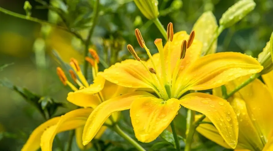 ترکیبات و خواص روغن سوسن زرد ( اگیر ترکی ) محصولی از دکتر اویل
