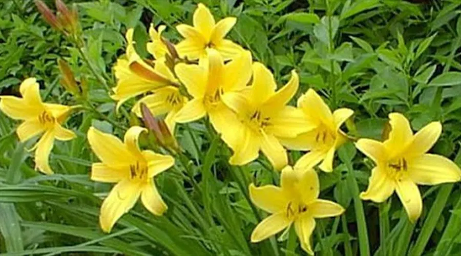 روش مصرف روغن زرد اصل و ارگانیک ( اگیر ترکی ) از محصولات دکتر اویل