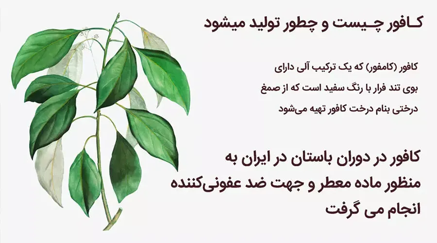 خرید روغن کافور اصل دکتر اویل و خواص آن برای سلامتی