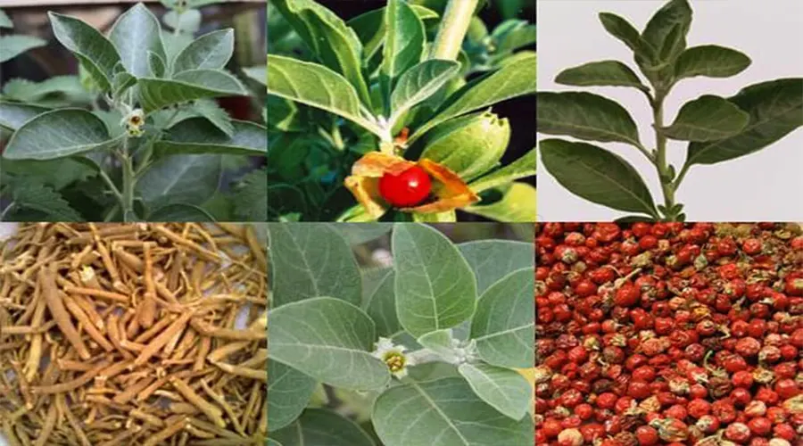 خرید روغن آشواگاندا اصل ( بوزیدان ) از فروشگاه دکتر اویل
