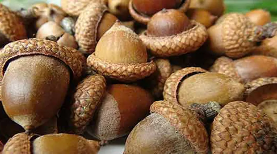 خواص و ترکیبات روغن جفت بلوط اصل از محصولات دکتر اویل