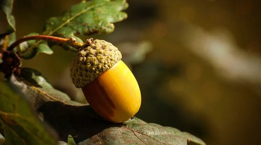بهترین قیمت خرید روغن جفت بلوط اصل از فروشگاه اینترنتی دکتر اویل