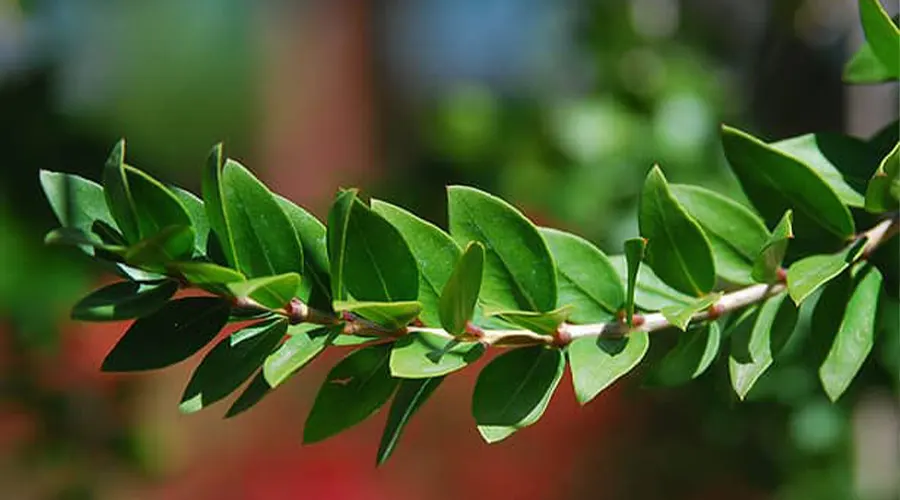 مناسب ترین قیمت خرید روغن مورد اصل و ارگانیک از فروشگاه اینترنتی دکتر اویل
