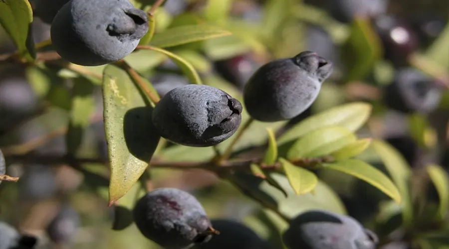 روش استفاده روغن مورد اصل از محصولات دکتر اویل