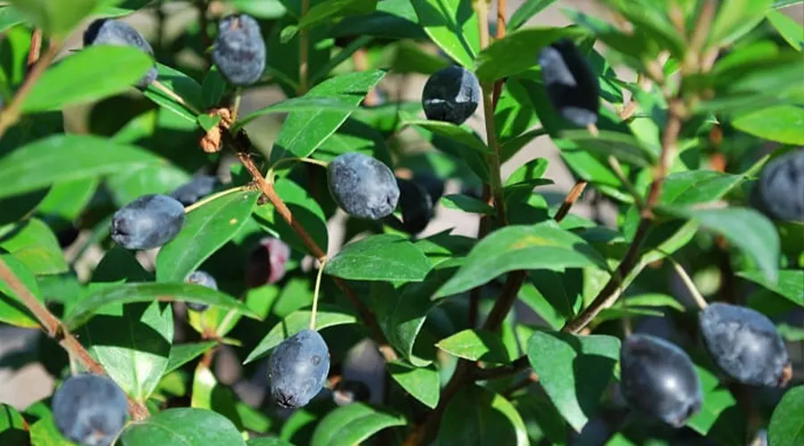 خواص و ترکیبات روغن مورد اصل از محصولات دکتر اویل