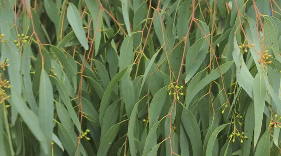خواص درمانی روغن اکالیپتوس معجزه سلامتی