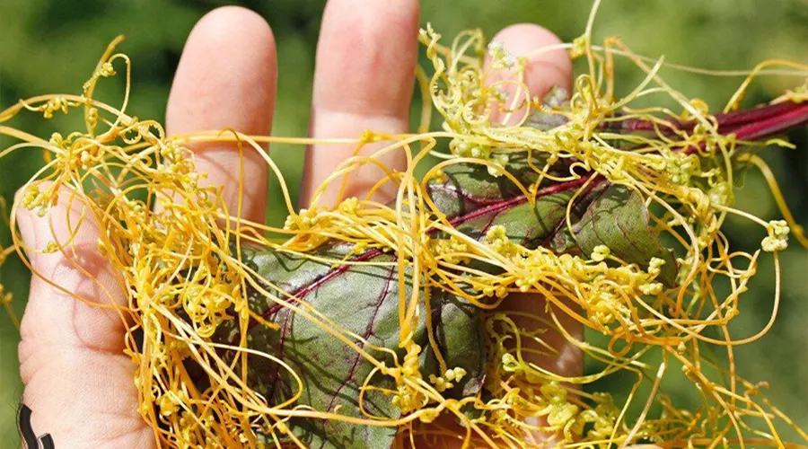 خرید روغن افتیمون اصل از فروشگاه دکتر اویل