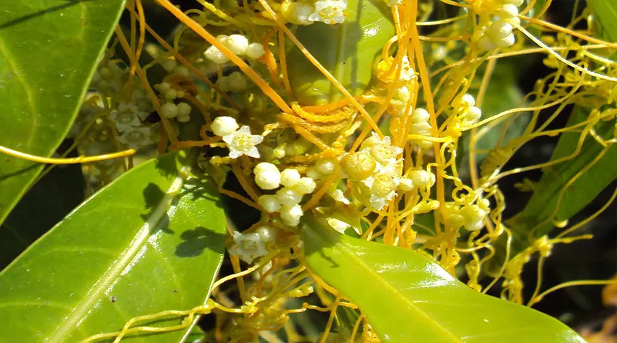 بهترین مارک روغن افتیمون اصل از محصولات دکتر اویل