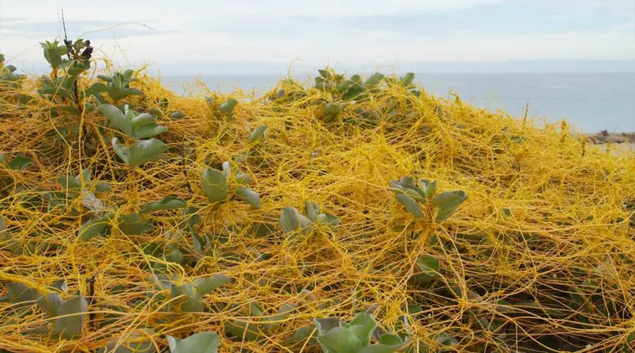 بهترین روش خرید روغن افتیمون اصل از فروشگاه اینترنتی دکتر اویل