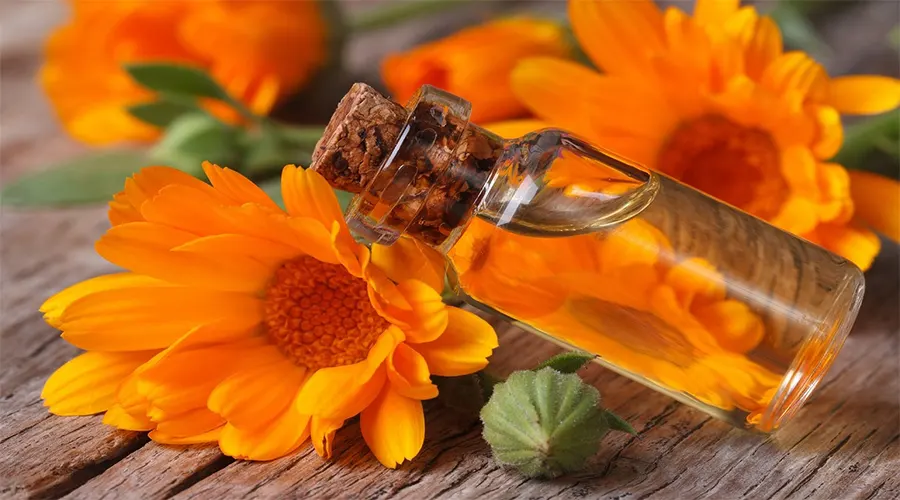 خرید روغن کالاندولا ( همیشه بهار ) اصل از فروشگاه دکتر اویل
