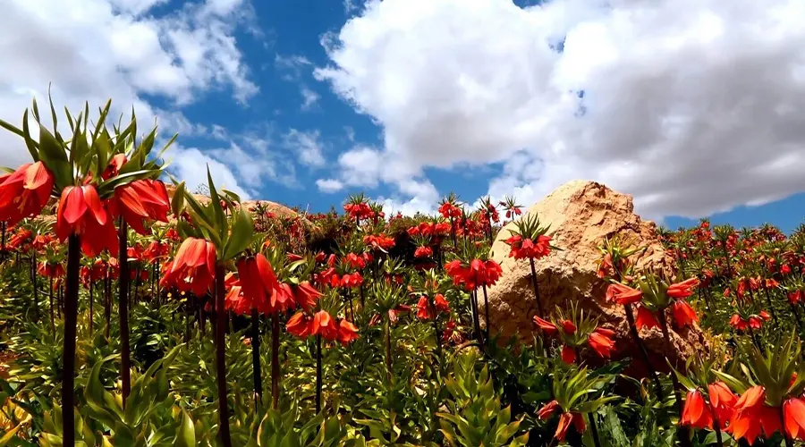 روش مصرف روغن خون سیاوش اصل از محصولات دکتر اویل