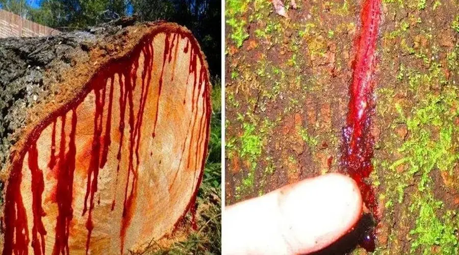 بهترین روش خرید روغن خون سیاوش اصل از فروشگاه دکتر اویل
