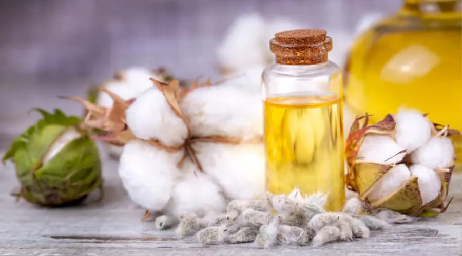 بهترین قیمت خرید روغن پنبه دانه اصل و فرابکر از محصولات دکتر اویل