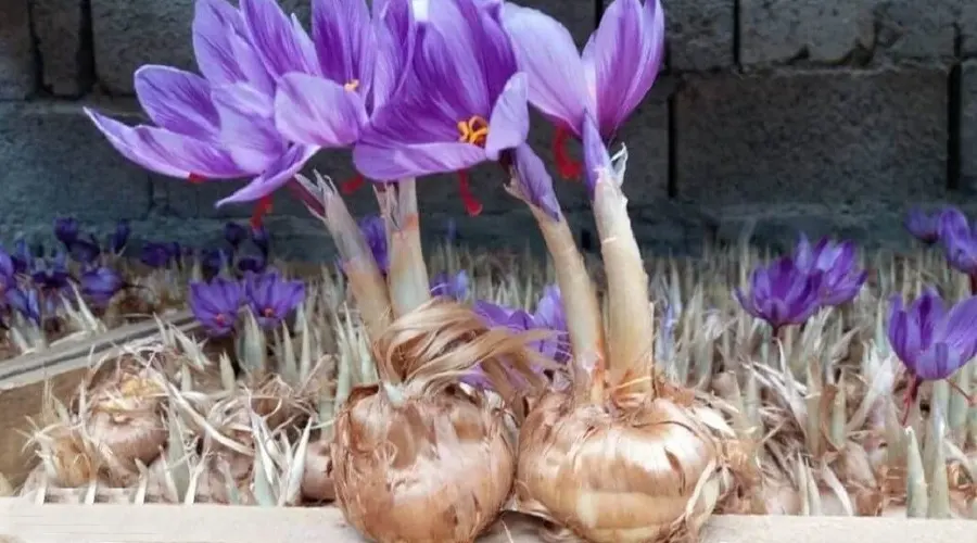 خواص روغن پیاز زعفران اصل از محصولات دکتر اویل