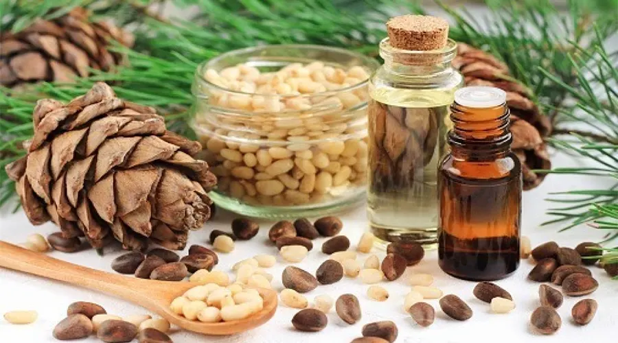 قیمت خرید روغن کلدپرس چلغوزه اصل (دانه کاج) از فروشگاه دکتر اویل