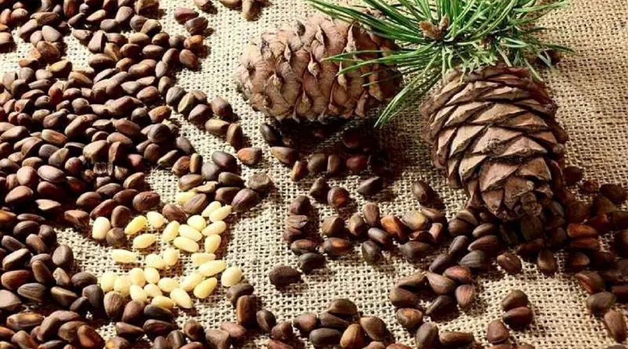 خواص روغن کلدپرس چلغوزه اصل از محصولات دکتر اویل
