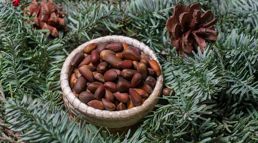 روش مصرف روغن کلدپرس چلغوزه اصل (دانه کاج) از محصولات دکتر اویل