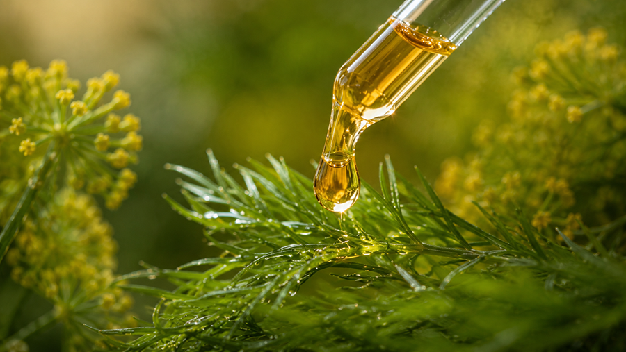روغن شوید اصل