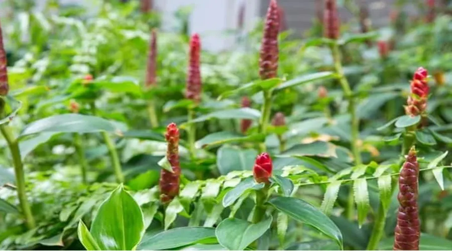 استفاده از خواص روغن قسط تلخ در دوران بارداری و شیردهی
