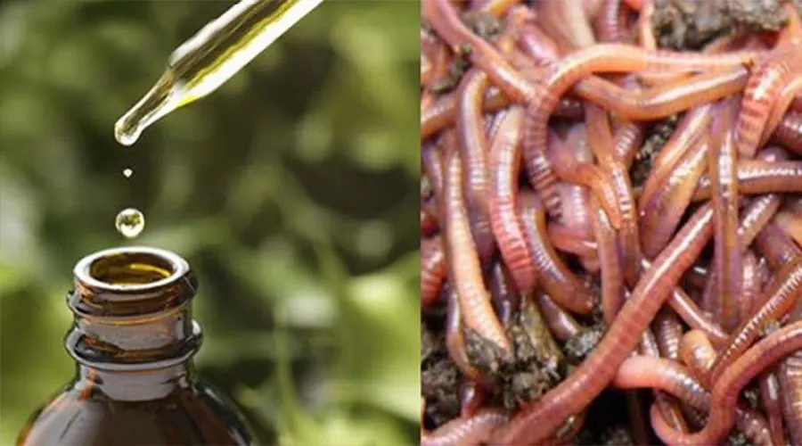 خواص روغن خراطین برای حجم دهی اندام خصوصی آقایان