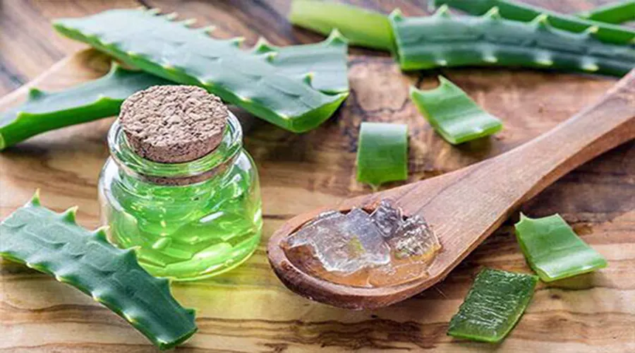 استفاده از آلوئه ورا یکی از روشهای سنتی رفع تیرگی بدن