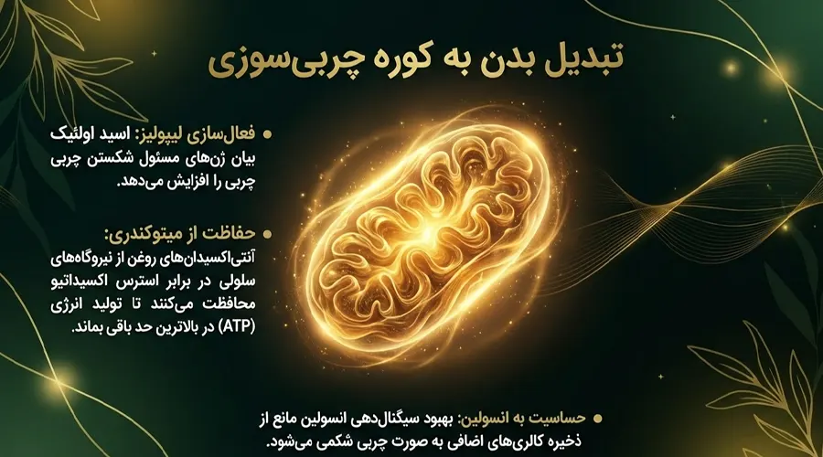 افزایش سرعت متابولیسم با روغن آووکادو